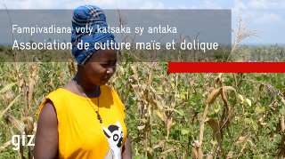 Ressource : Association de céréale et de légumineuse (maïs et dolique)