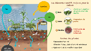 Ressource : Sol - Besoins des plantes VF
