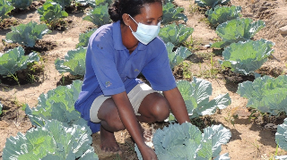 Ressource : Rapport final capitalisation des moyens de lutte biologique à Boeny