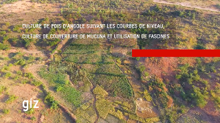 Ressource : Culture en couloir de pois d'angole et du dolique en plante de couverture