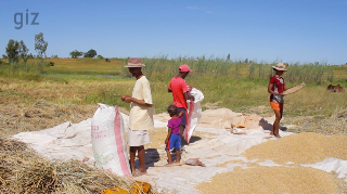 Ressource : Culture de riz pluvial avec utilisation de compost