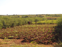 Ressource : Compendium  - Module 4 : Agroforesterie et Forêts individuelles (AFI)