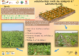 Ressource : Poster - Association maïs ou sorgho et légumineuse