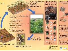 Ressource : Poster - Association mucuna  et maïs ou sorgho
