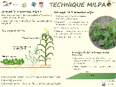 Ressource : Poster - Technique Milpa