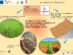 Ressource : Poster - La culture de Branchiara