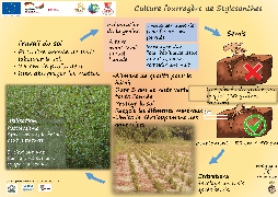 Ressource : Poster - Culture fourragère de stylosanthes