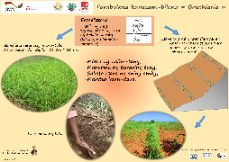Ressource : Poster - Fambolena karazam-bilona "Branchiaria"