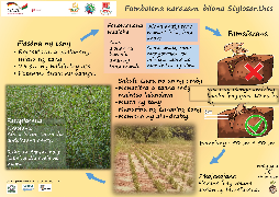 Ressource : Poster - Fambolena karazam-bilona "stylosanthes"