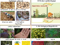 Ressource : Moyens de lutte biologique contre les ravageurs de cultures