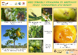 Ressource : Ireo bibikely mpanimba sy aretin'ny hazo fihinamboa eto boeny