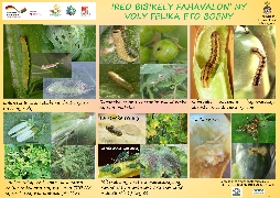 Ressource : Ireo bibikely fahavalon'ny voly felika eto Boeny