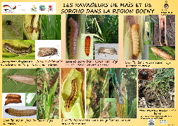 Ressource : Les ravageurs de maïs et de sorgho dans la région du boeny