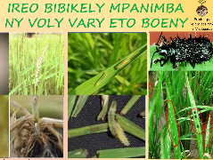Ressource : Ireo bibikely mpanimba ny voly vary eto Boeny