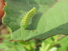 Ressource : Diagnostic phytosanitaire et moyens de lutte biologique applicable en Région Boeny Décembre 2021