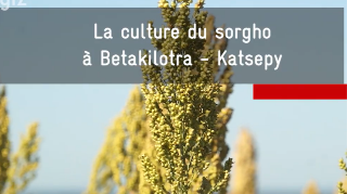 Ressource : CULTURE DE SORGHO - REGION BOENY VF