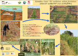 Ressource : Pois d'Angole