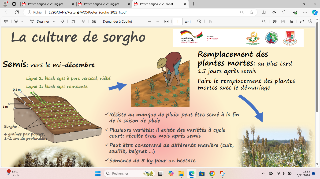 Ressource : La culture de sorgho
