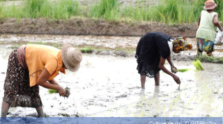 Ressource : Madagascar : Projet de Protection et de  réhabilitation des Sols pour améliorer la  sécurité alimentaire (ProSol)