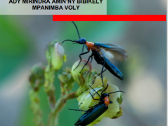 Ressource : TOROLALANA MOMBA NY ADY MIRINDRA AMIN’NY BIBIKELY MPANIMBA VOLY