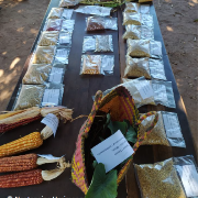 Ressource : Enjeux de l‘accès des paysans aux semences pour ProSol