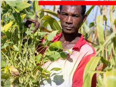 Ressource : TOROLALANA HO AN’NY  MPAMBOLY ENY AMIN’NY BAIBOHO MIDADASIKA