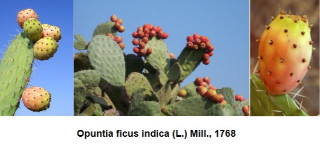 Ressource : Rapport de consultance