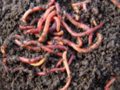 Ressource : Guide pratique de la production de Lombricompostage