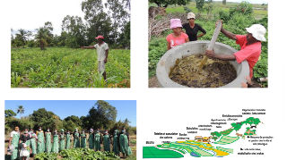 Ressource : L’amélioration de la productivité agricole selon la PGE Analyse et réflexions
