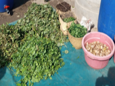 Ressource : Guide pratique de la production de compost liquide