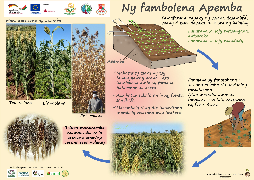 Ressource : Culture de Sorgho