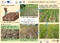 Ressource : cultures de riz sur tanety