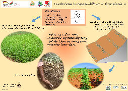 Ressource : Le Brachiaria
