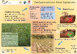 Ressource : Le stylosanthes