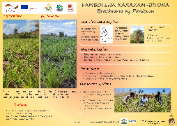 Ressource : Culture de Brachiaria et Panicum