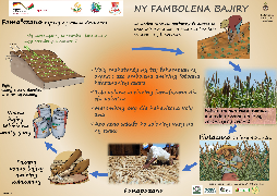 Ressource : Culture du mil