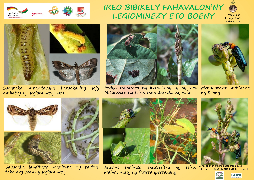 Ressource : Ravageurs des légumineuses