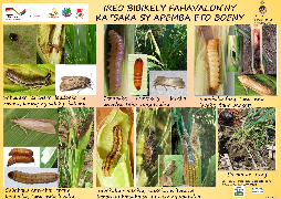 Ressource : Ravageurs du maïs