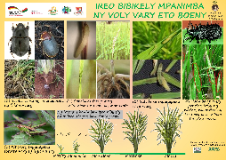 Ressource : Ravageurs du riz