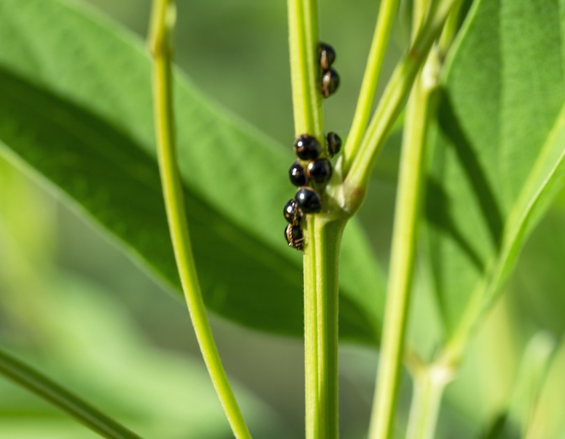 Photo 11 - Insectes ravageurs de cultures