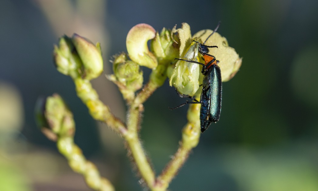 Photo 1 - Insectes ravageurs de cultures