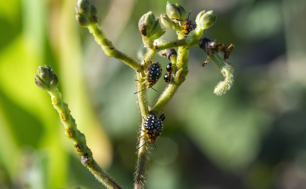 Photo 2 - Insectes ravageurs de cultures