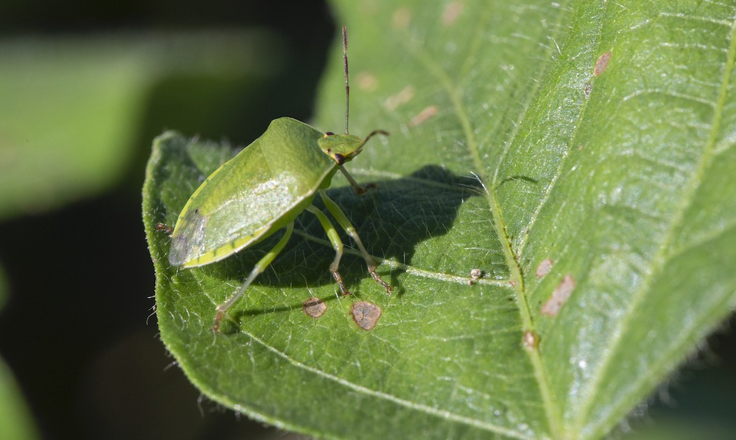 Photo 3 - Insectes ravageurs de cultures