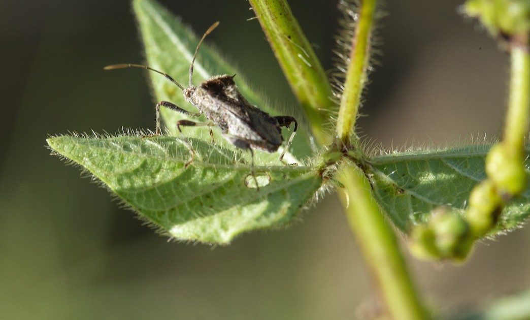Photo 4 - Insectes ravageurs de cultures