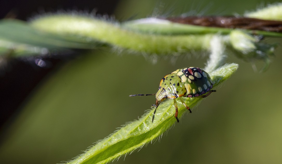 Photo 5 - Insectes ravageurs de cultures