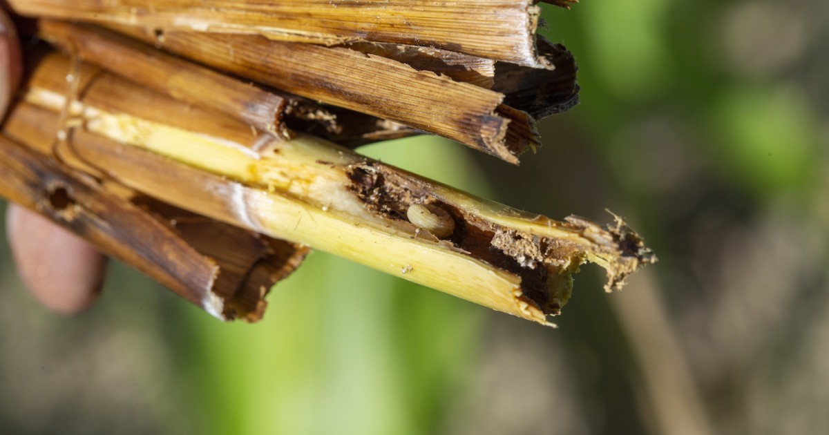 Photo 6 - Insectes ravageurs de cultures