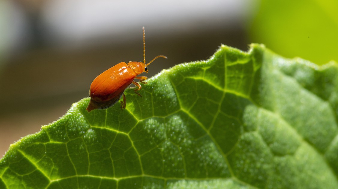 Photo 7 - Insectes ravageurs de cultures