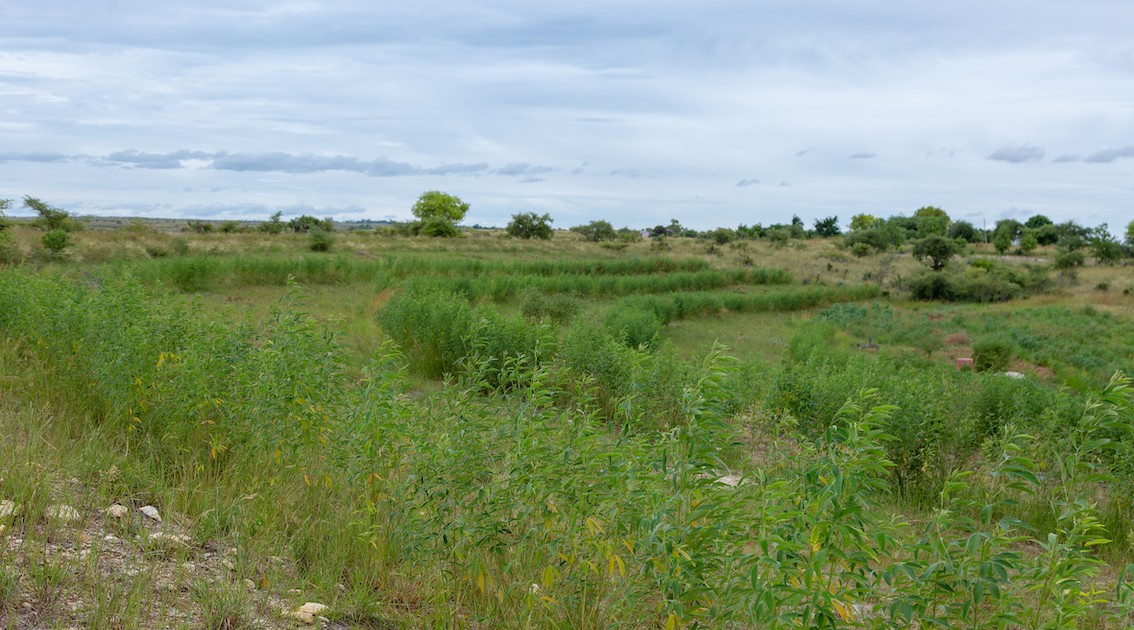 Photo 1 - Bandes Enherbées Enrichies de Pois d'Angole