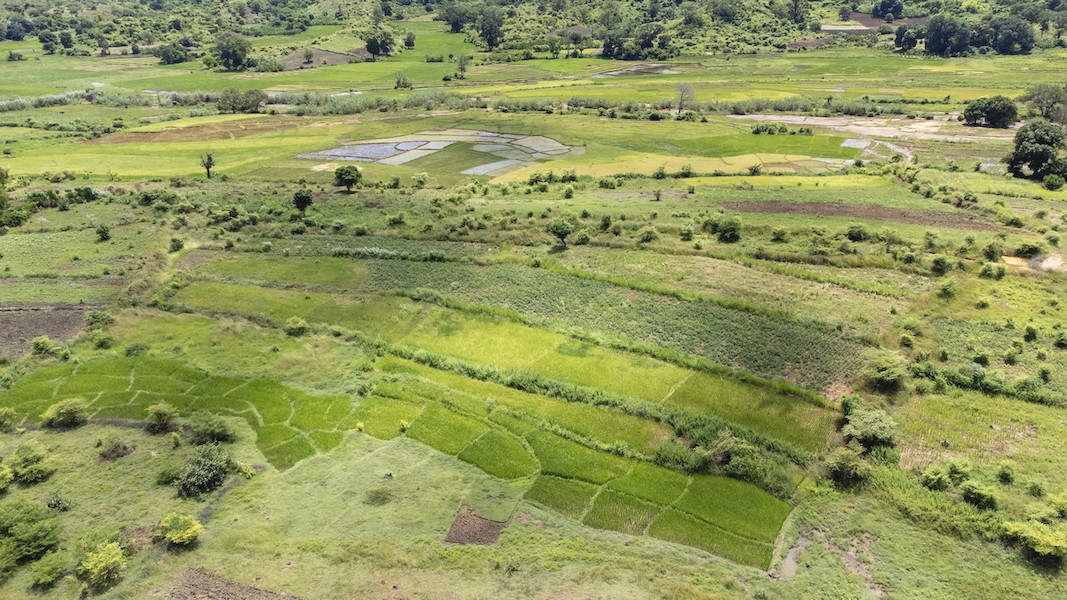 Photo 1 - Bandes Enherbées de Bracharia