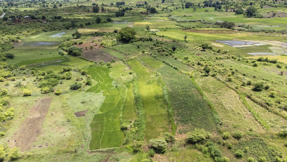 Photo 3 - Bandes Enherbées de Bracharia